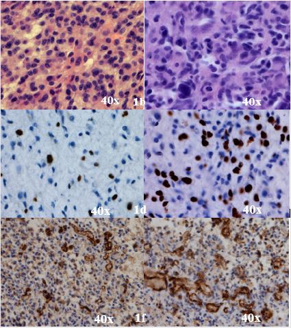 biomedres-openaccess-journal-bjstr