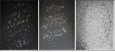 Click here to view Large Figure 4