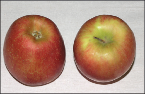 Click here to view Large Figure 1