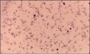 Click here to view Large Figure 1