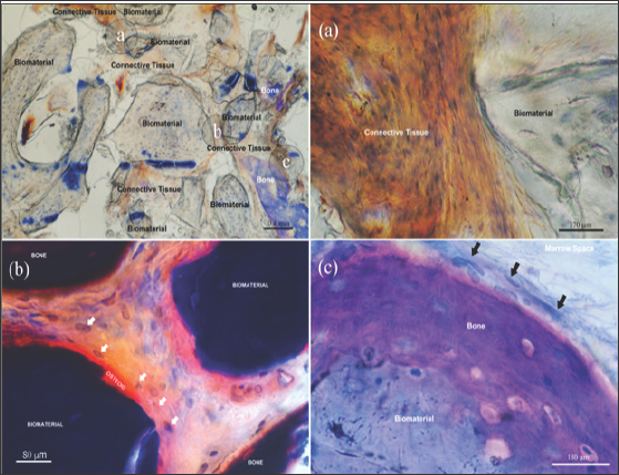 Click here to view Large Figure 6