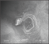 Click here to view Large Figure 5