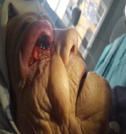 Click here to view Large Figure 3