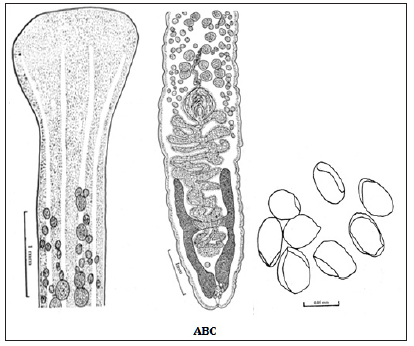 Click here to view Large Figure 2