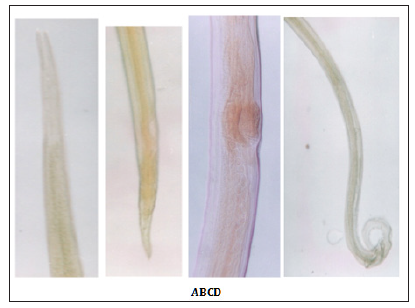 Click here to view Large Figure 3