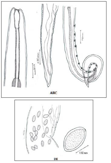 Click here to view Large Figure 4