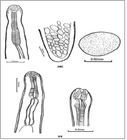Click here to view Large Figure 6