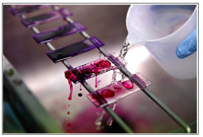 Click here to view Large Figure 2