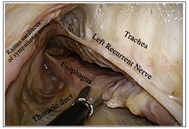 Click here to view Large Figure 2