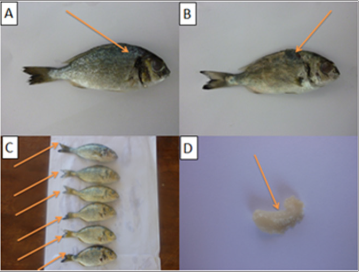 Click here to view Large Figure 2