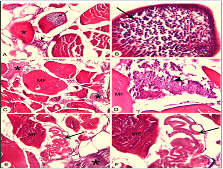 Click here to view Large Figure 6
