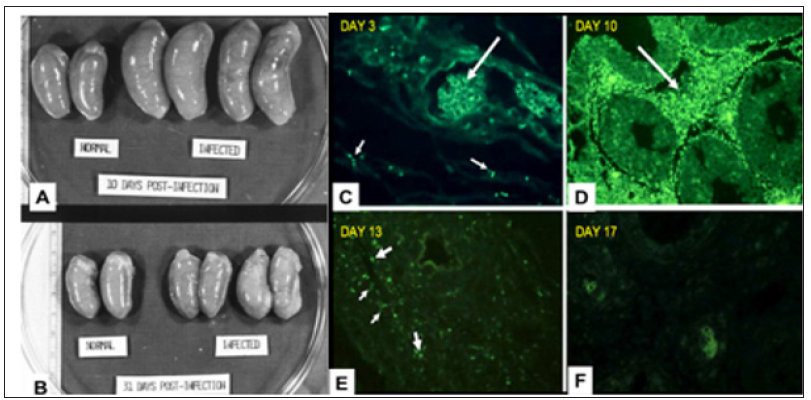 Click here to view Large Figure 2