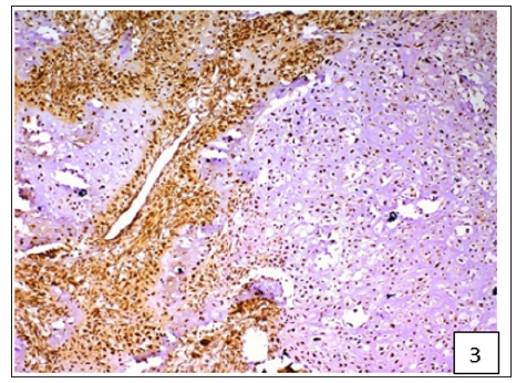 Click here to view Large Figure 3