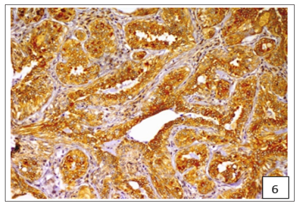 Click here to view Large Figure 6