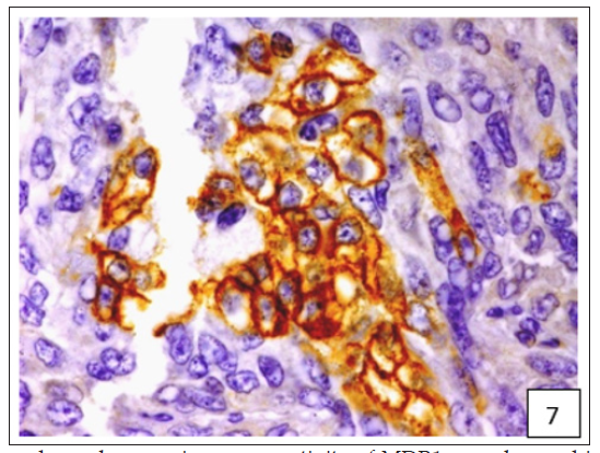 Click here to view Large Figure 7