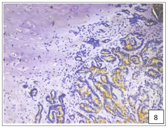 Click here to view Large Figure 8