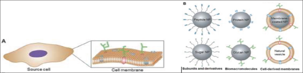 Click here to view Large Figure 1 biomedres-openaccess-journal-bjstr
