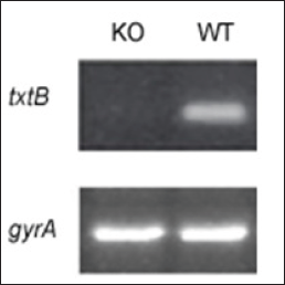 Click here to view Large Figure 1 biomedres-openaccess-journal-bjstr