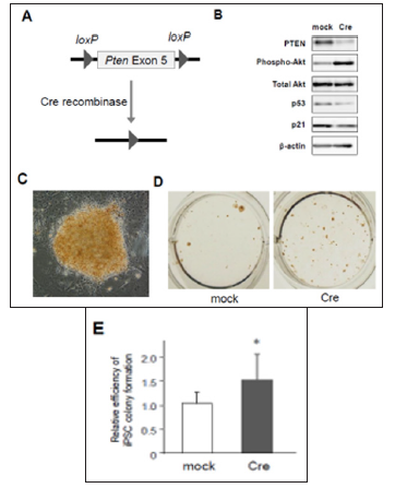 Click here to view Large Figure 1 biomedres-openaccess-journal-bjstr