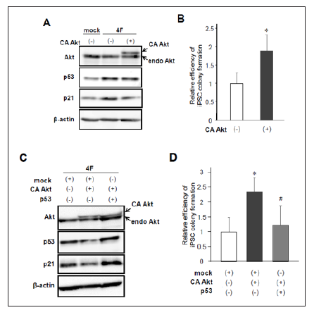 Click here to view Large Figure 3 biomedres-openaccess-journal-bjstr