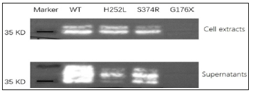 biomedres-openaccess-journal-bjstr