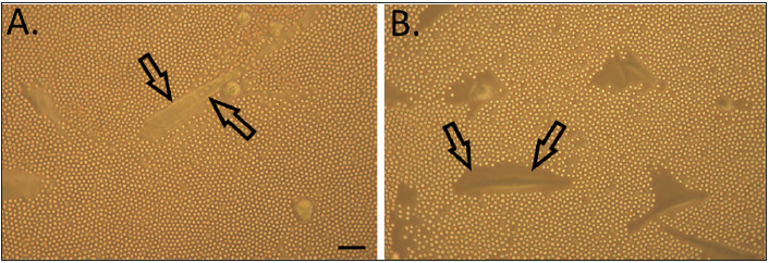 biomedres-openaccess-journal-bjstr