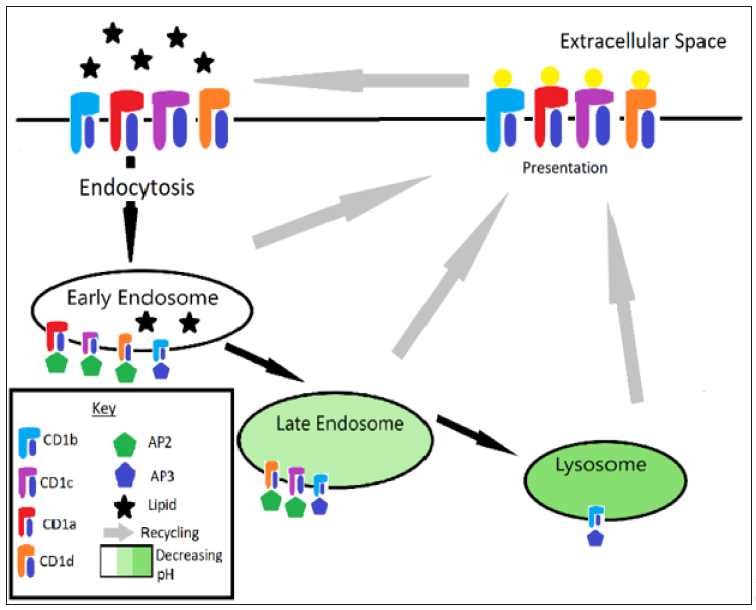 Click here to view Large Figure 1 biomedres-openaccess-journal-bjstr