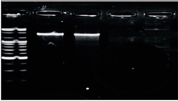 Click here to view Large Figure 3 biomedres-openaccess-journal-bjstr