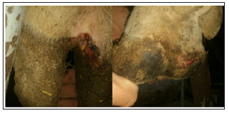 Click here to view Large Figure 1 biomedres-openaccess-journal-bjstr