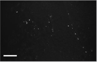 biomedres-openaccess-journal-bjstr