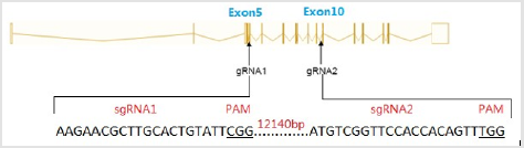 biomedres-openaccess-journal-bjstr