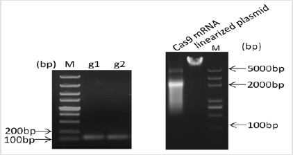 biomedres-openaccess-journal-bjstr