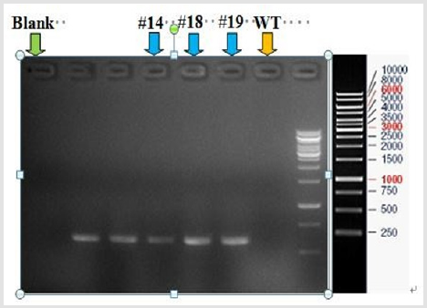 biomedres-openaccess-journal-bjstr