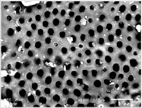 biomedres-openaccess-journal-bjstr