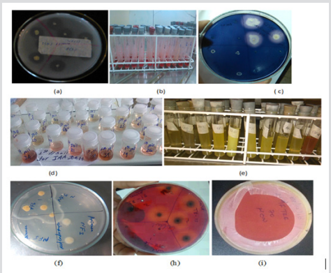 Click here to view Large Figure 3 biomedres-openaccess-journal-bjstr