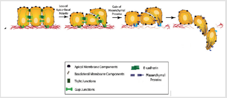 Click here to view Large Figure 1 biomedres-openaccess-journal-bjstr