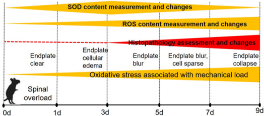 biomedres-openaccess-journal-bjstr