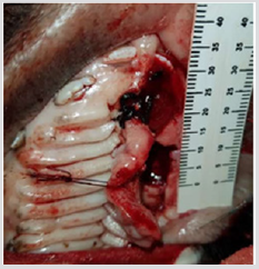 biomedres-openaccess-journal-bjstr