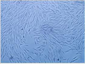 biomedres-openaccess-journal-bjstr