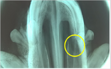 biomedres-openaccess-journal-bjstr