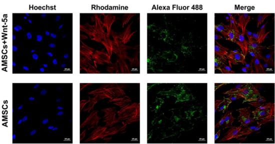 biomedres-openaccess-journal-bjstr