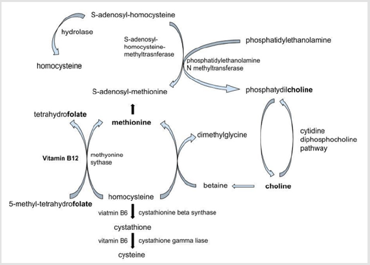 biomedres-openaccess-journal-bjstr