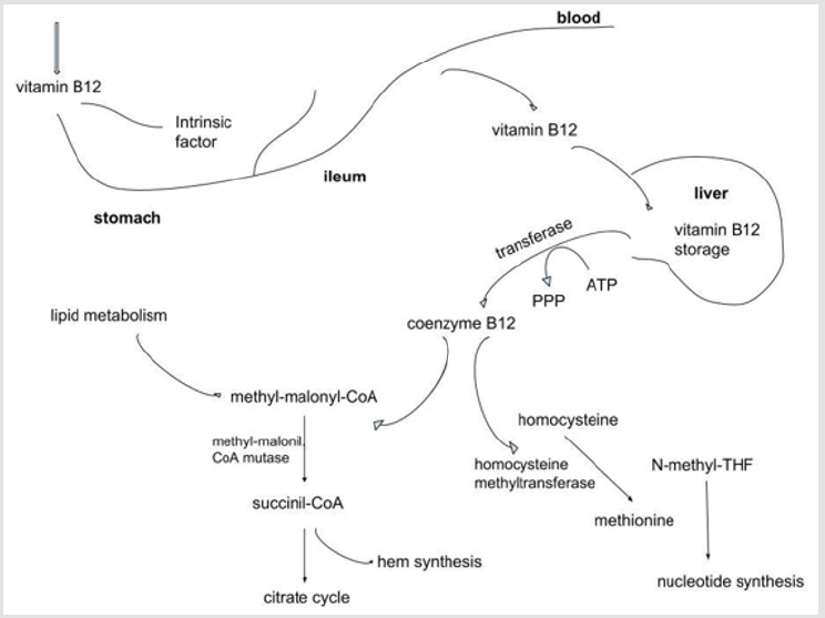 biomedres-openaccess-journal-bjstr