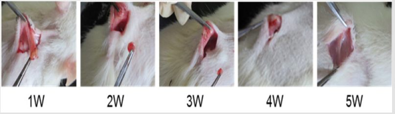 biomedres-openaccess-journal-bjstr