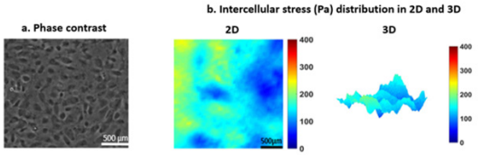 biomedres-openaccess-journal-bjstr