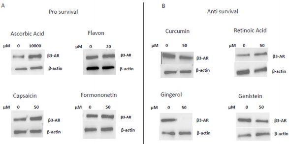 biomedres-openaccess-journal-bjstr