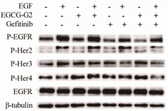 biomedres-openaccess-journal-bjstr