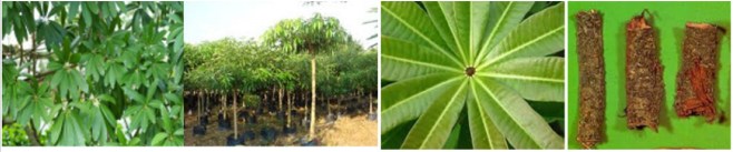 biomedres-openaccess-journal-bjstr