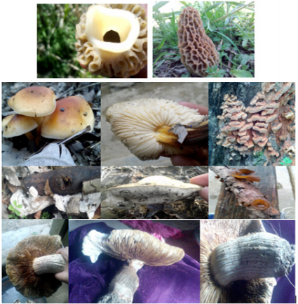 biomedres-openaccess-journal-bjstr