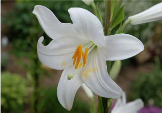 biomedres-openaccess-journal-bjstr